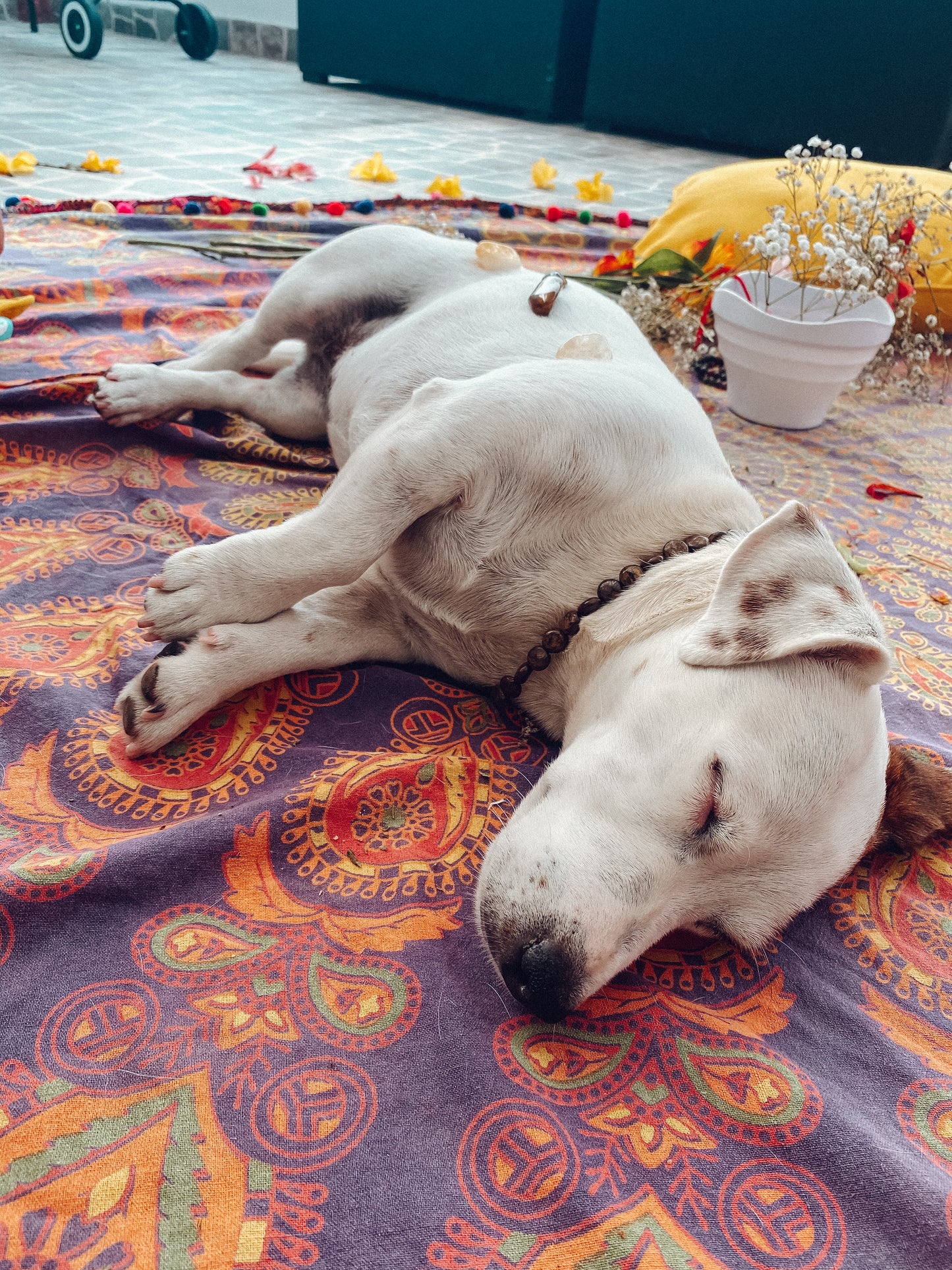 Terapias Energéticas para Mascotas