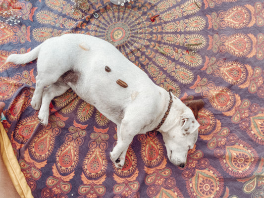 Terapias Energéticas para Mascotas